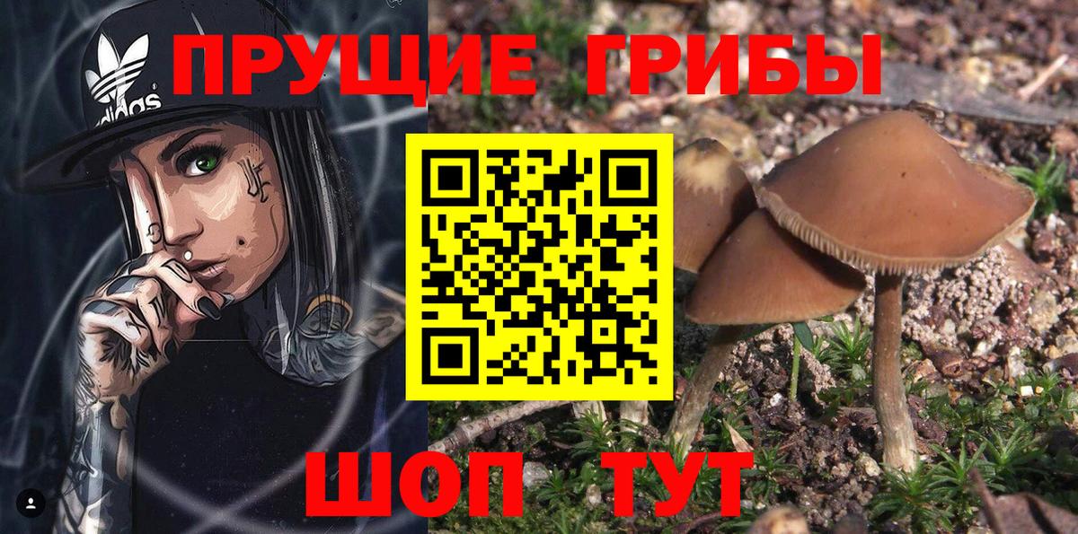 Галлюциногенные грибы прущие грибы  Вход с VPN  Аргун 